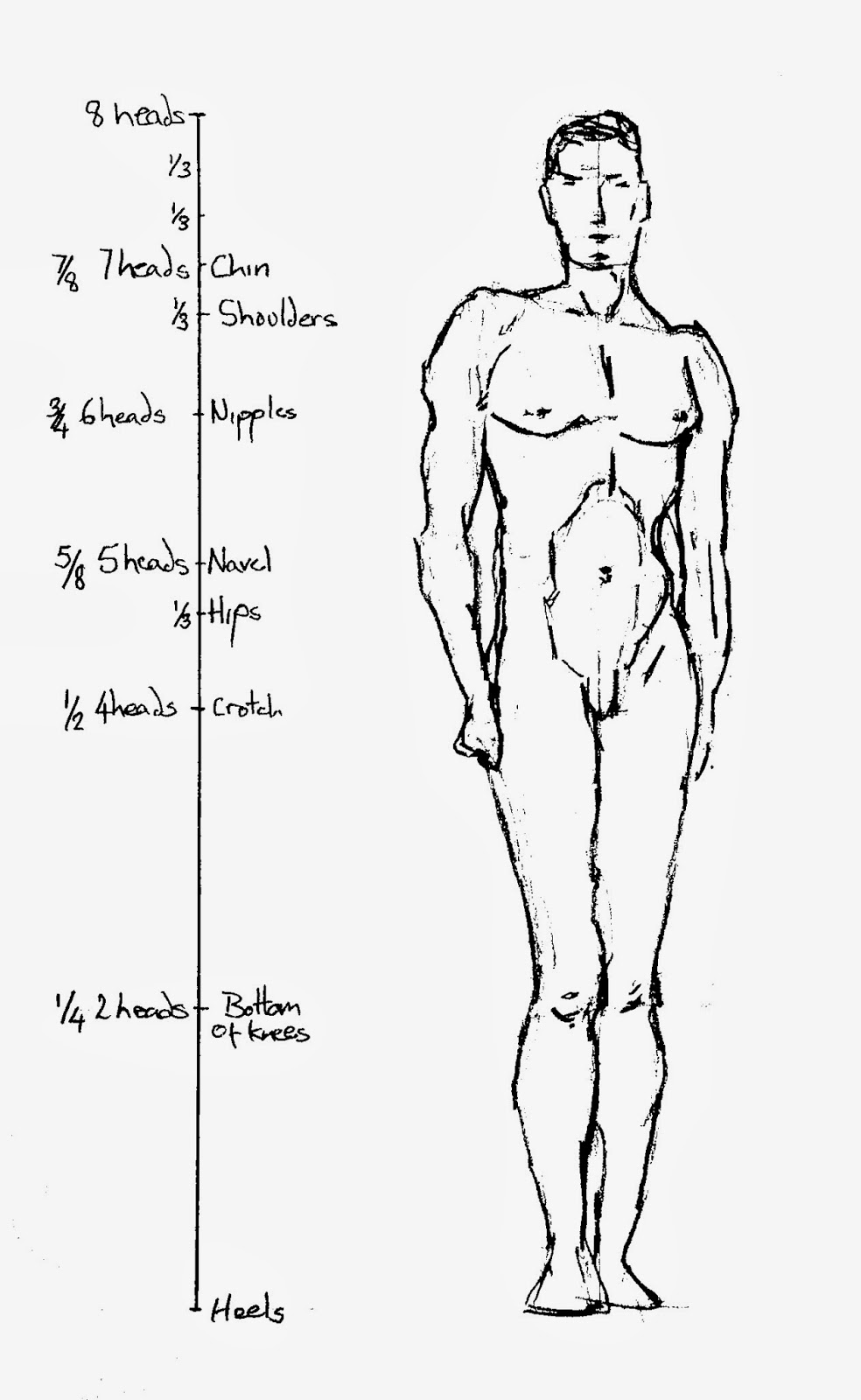 Learning To Draw: Learning To See: Proportions Of The Figure