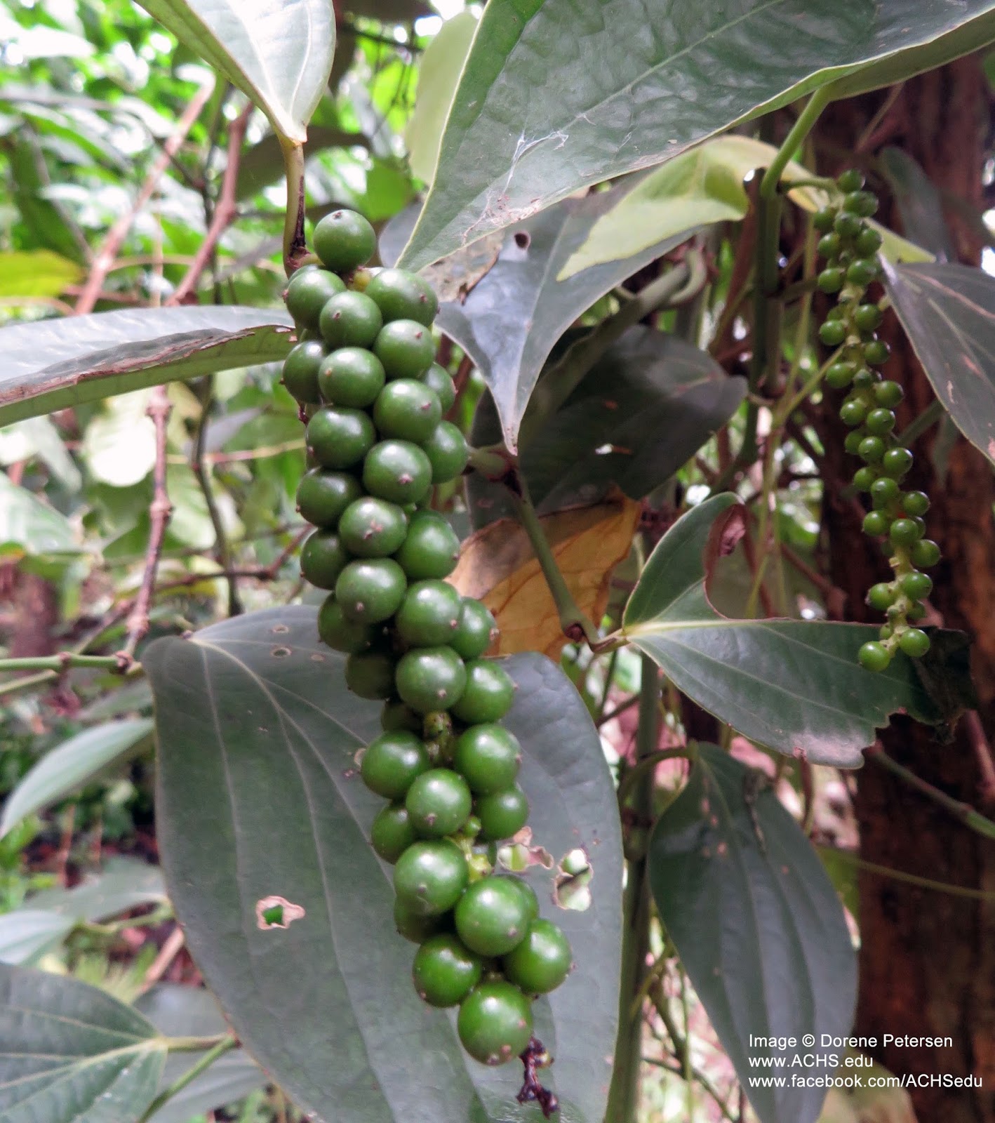 Diversity of roots and their functions Grade 8 root system