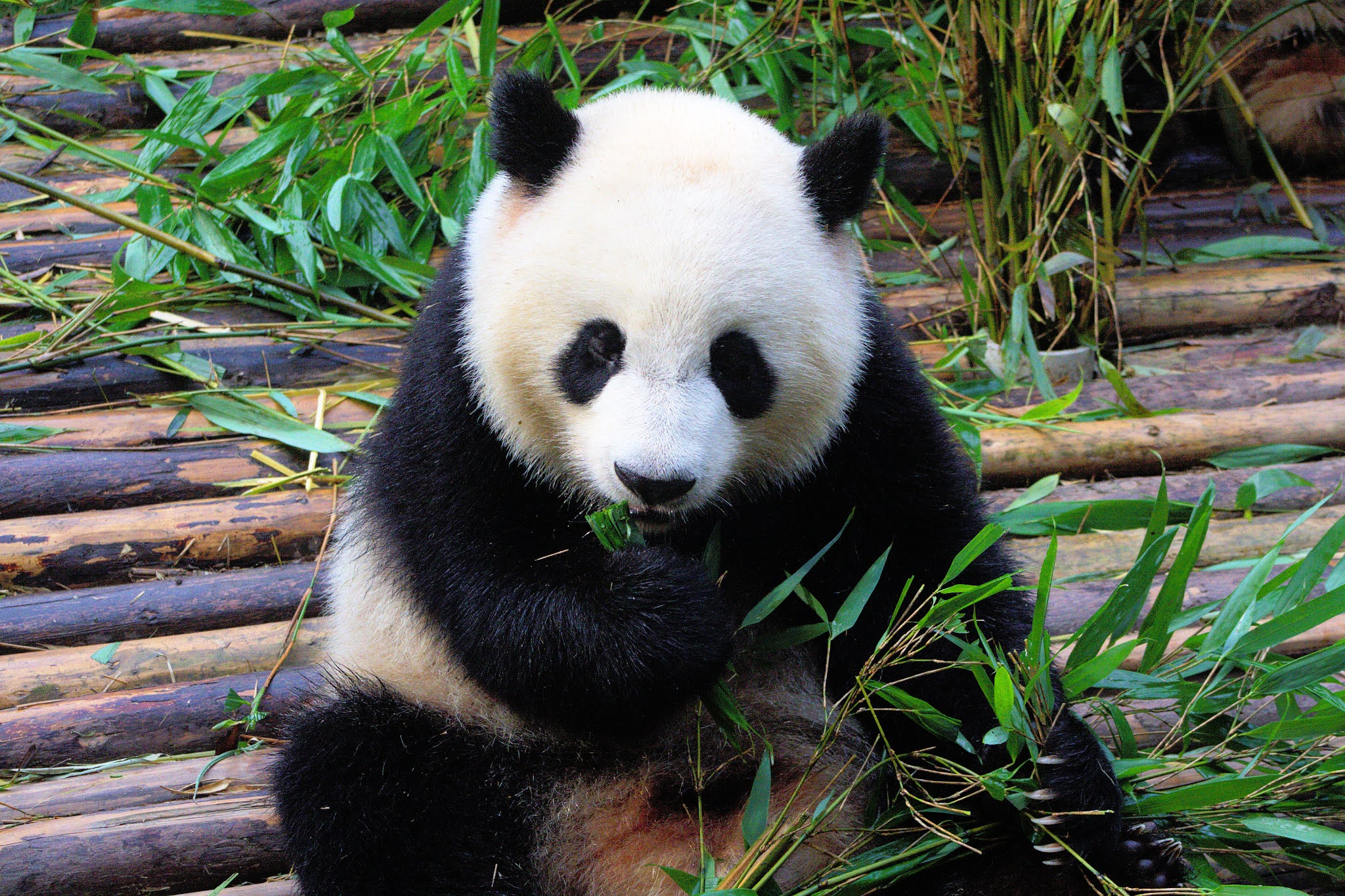 Панда без кругов. Панда привет. Панда без черных кругов. Привет от панды. Ailuropoda melanoleuca qinlingensis.