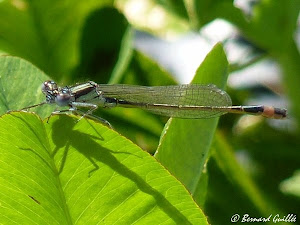 LIBELLULE AGRION suite