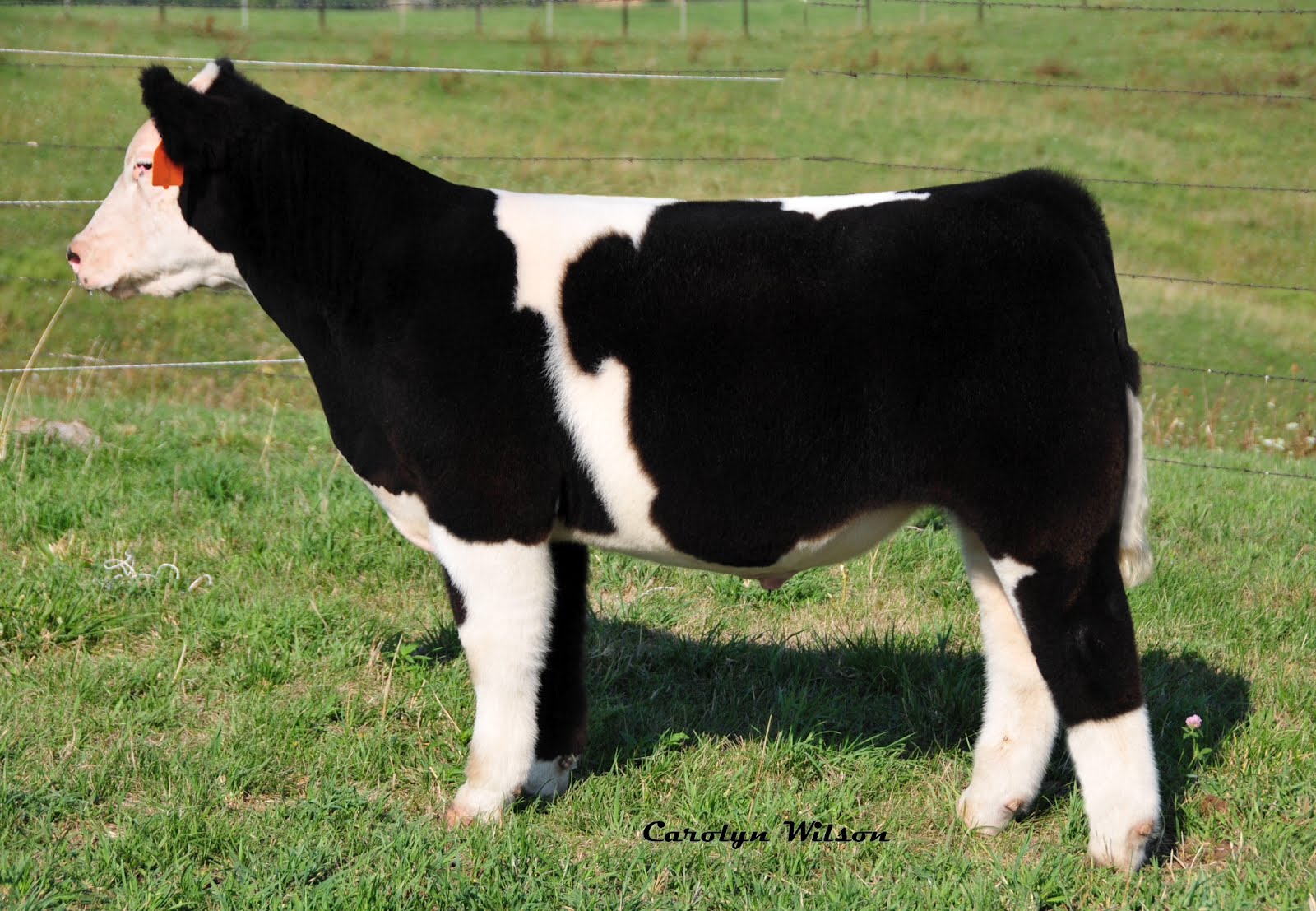 Trausch Farms Steer Sale Success!!!!