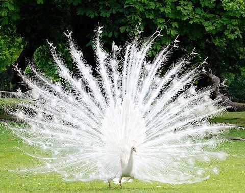 Albino peacock