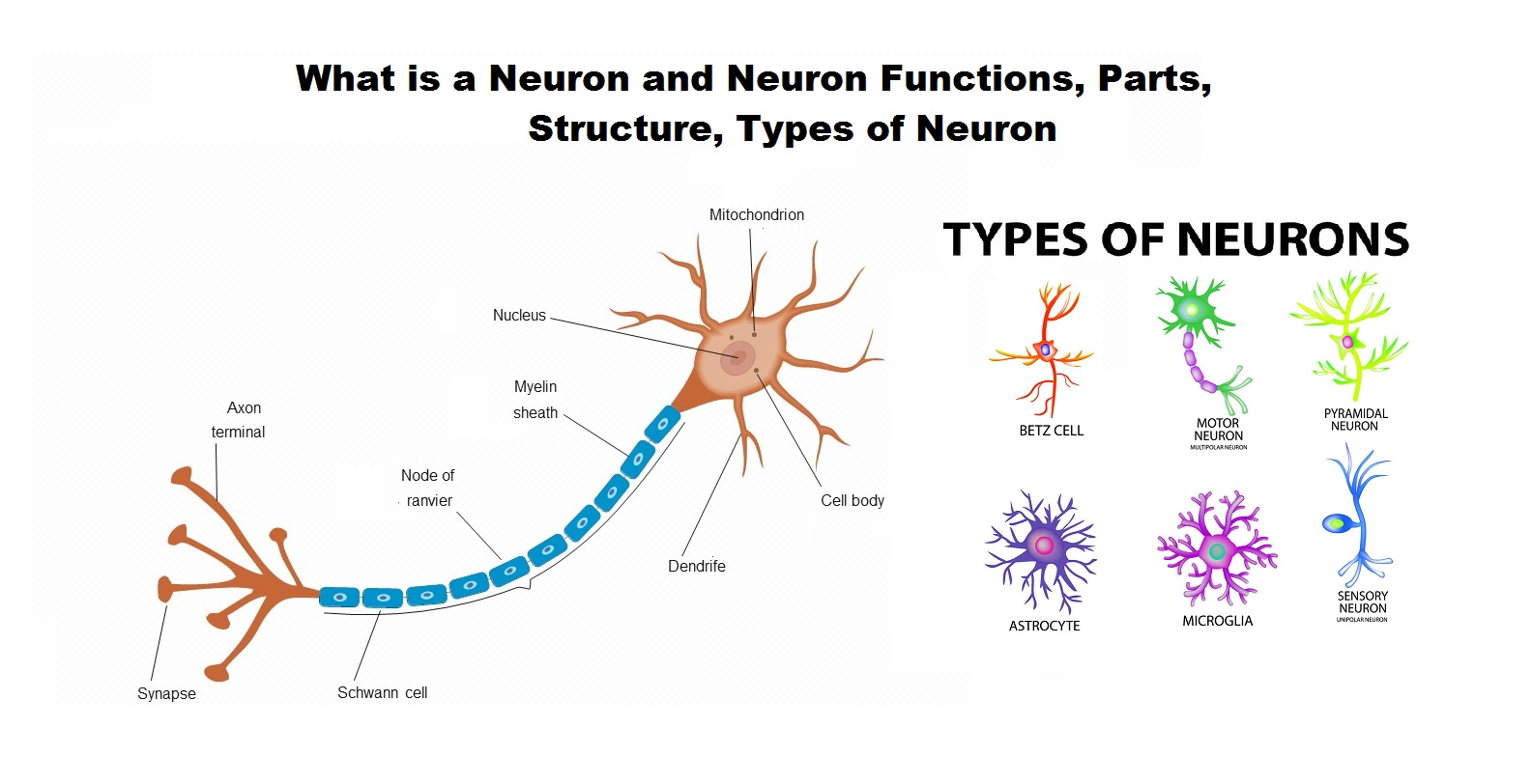 Types Of Neurons