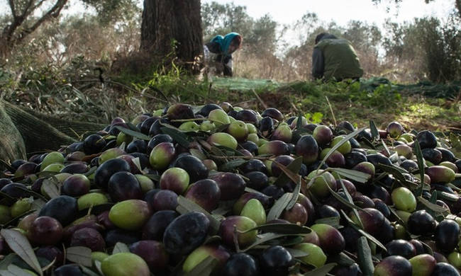 Δεν βρίσκουν εργάτες για τη συγκομιδή οι ελαιοπαραγωγοί της Θράκης