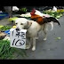 Cãozinho vende galinhas em um mercado da China