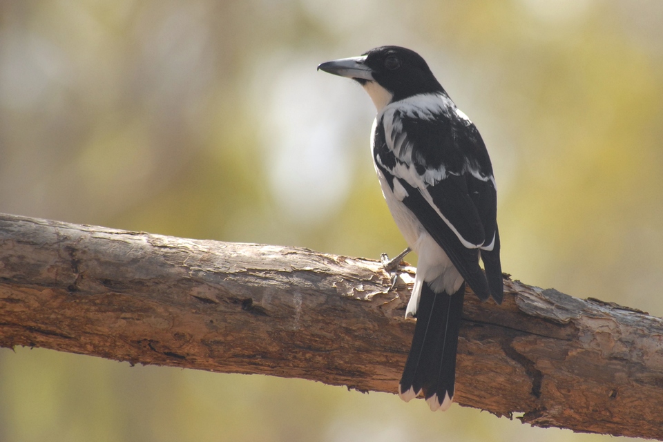 Kay Parkin Birding Cairns to Iron Range Roadtrip Cape York Qld