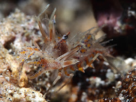 Real Monstrosities: Bongo Shrimp