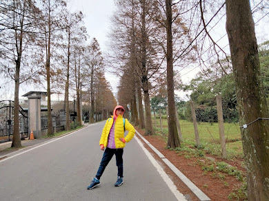 大溪景點-落羽松大道-錯過了陽光普照的燦爛金黃