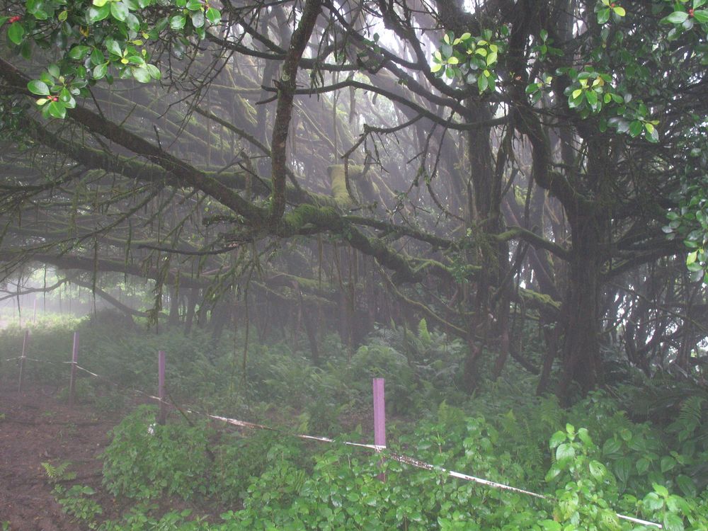 Mist covered forest on Ascension Island. 