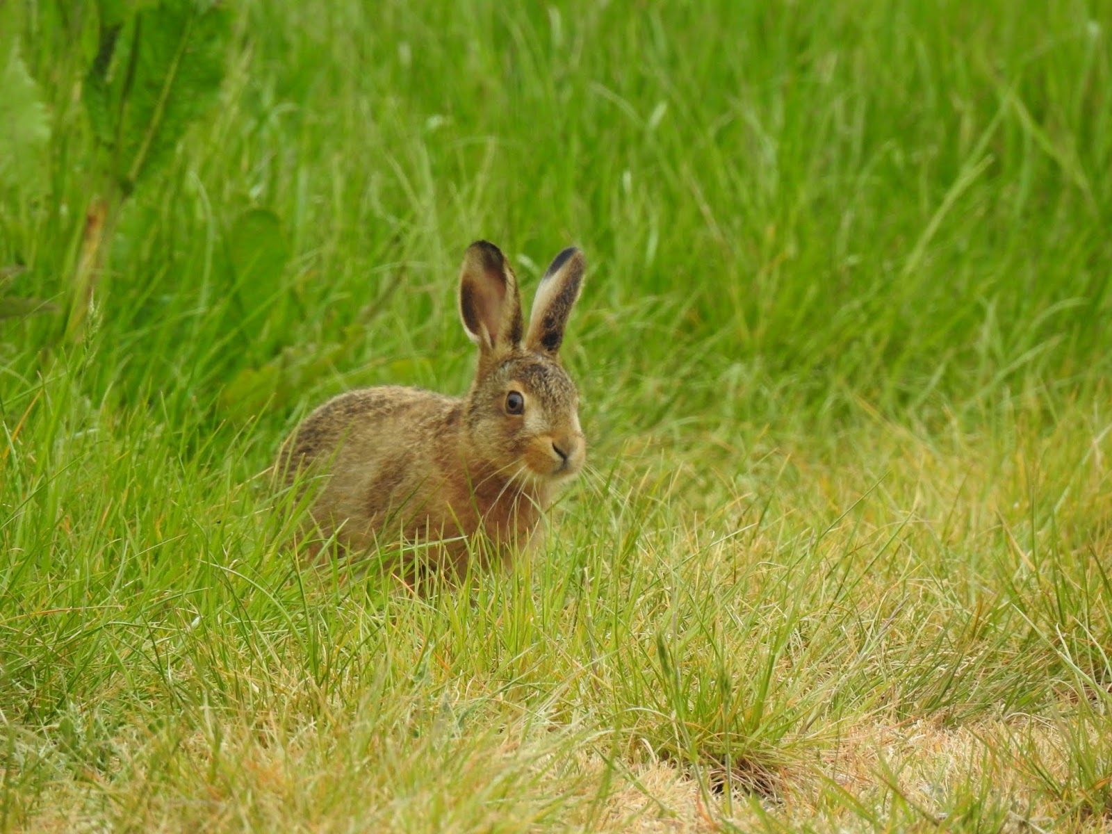 The Hairy Birder: Brown Hares