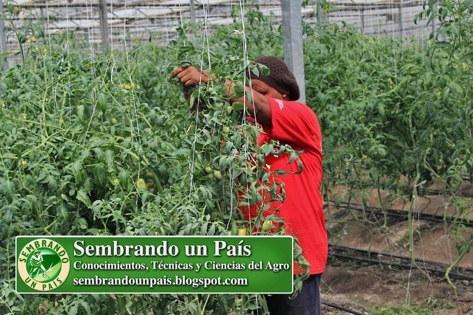 tutoreando tomates