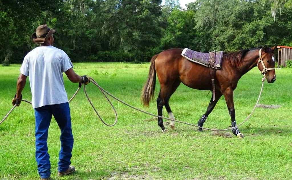 What to Look for in a Horse Trainer 4 Key Factors to Consider The Farrier Guide