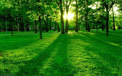 Green Nature Wallpapers
