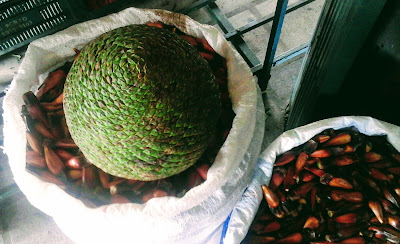 A foto mostra a pinha o fruto da araucária e ao lado as sementes que contém uma amêndoa saborosa. A foto mostra a pinha o fruto da araucária e ao lado as sementes que contém uma amêndoa saborosa.