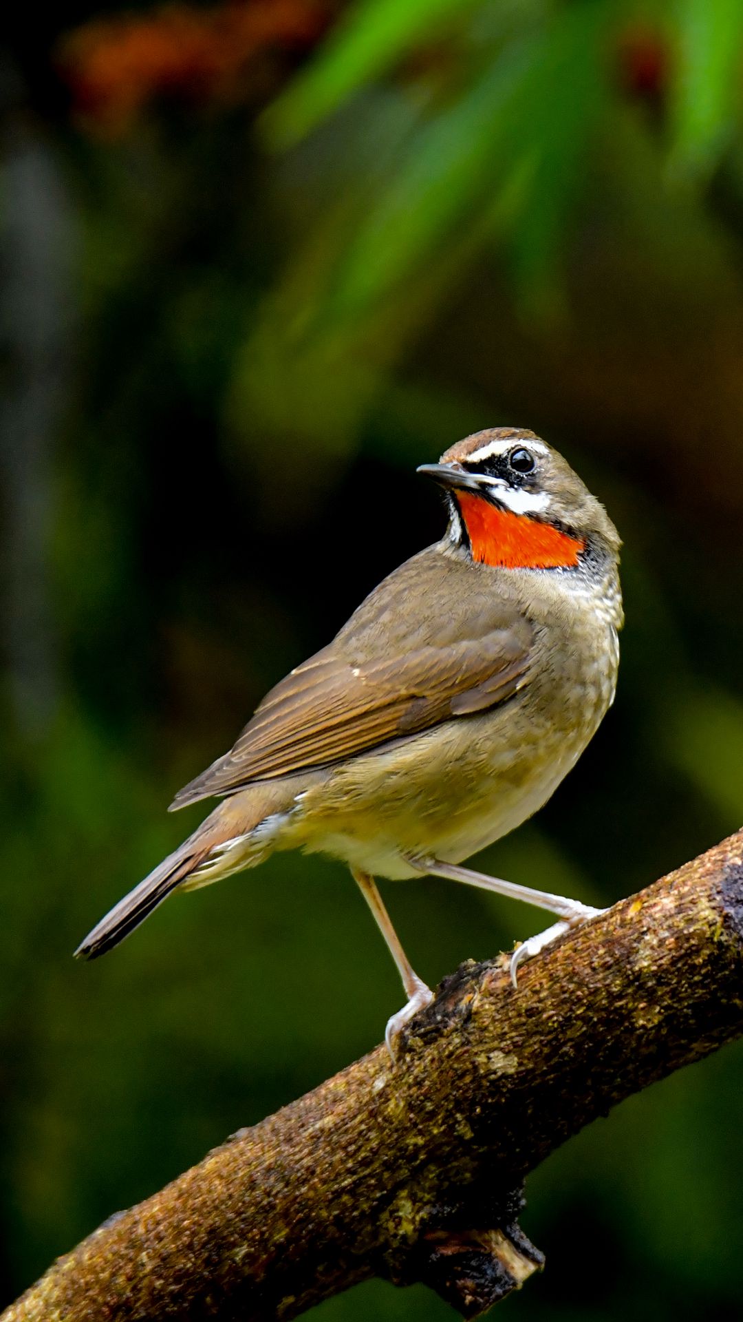 Nightingale Bird Wallpaper