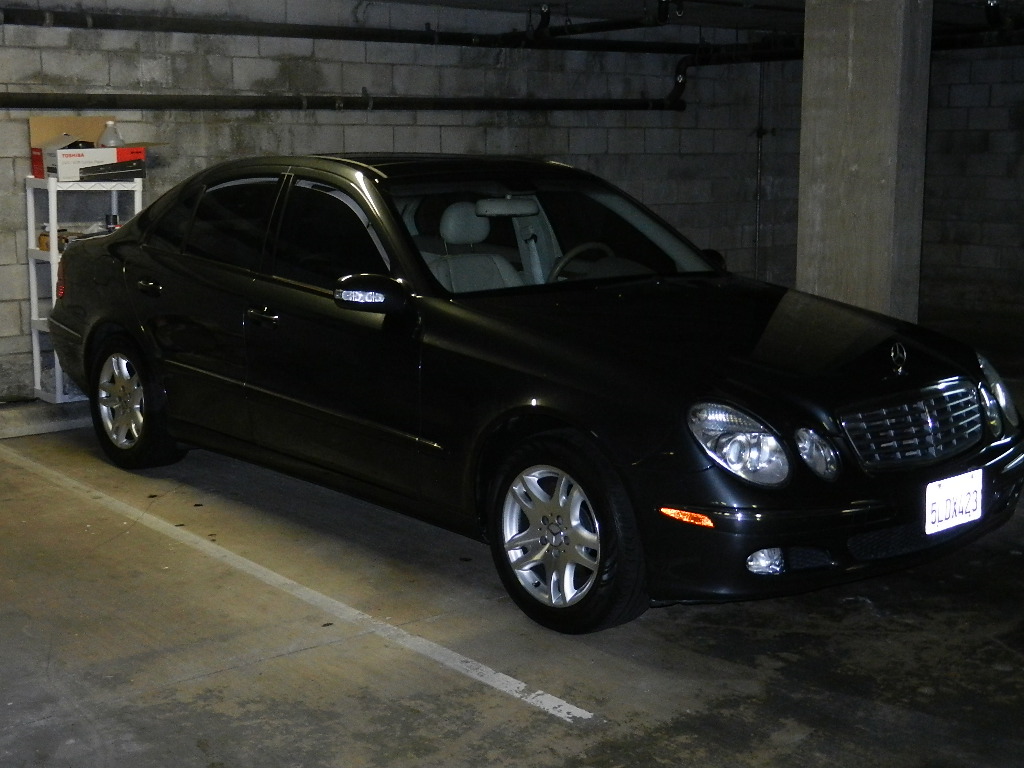 cheap finches for sale