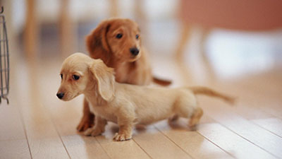 Cara Mudah Merawat Dan Melatih Anjing Tekel Dachund Tips And