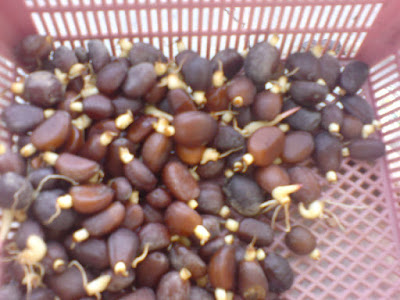 Tips BUdidaya Tanaman Salak Agar Berbuah Lebat Tips BUdidaya Tanaman Salak Agar Berbuah Lebat