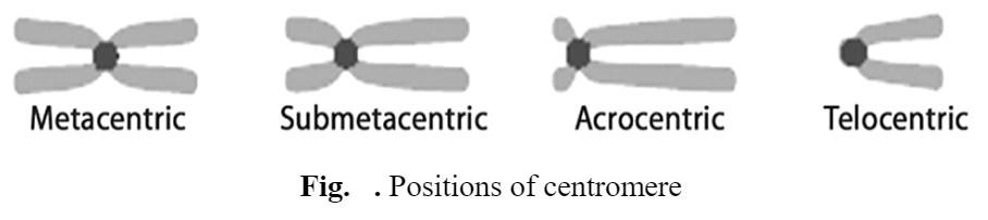 Structure of Chromosomes: Prokaryotic and Eukaryotic