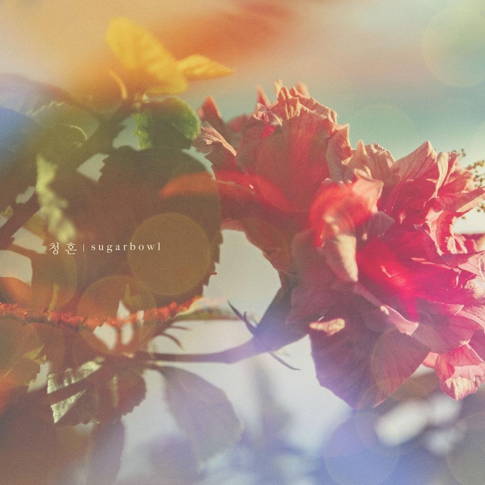 Sugarbowl – lovers 3/6 – Single