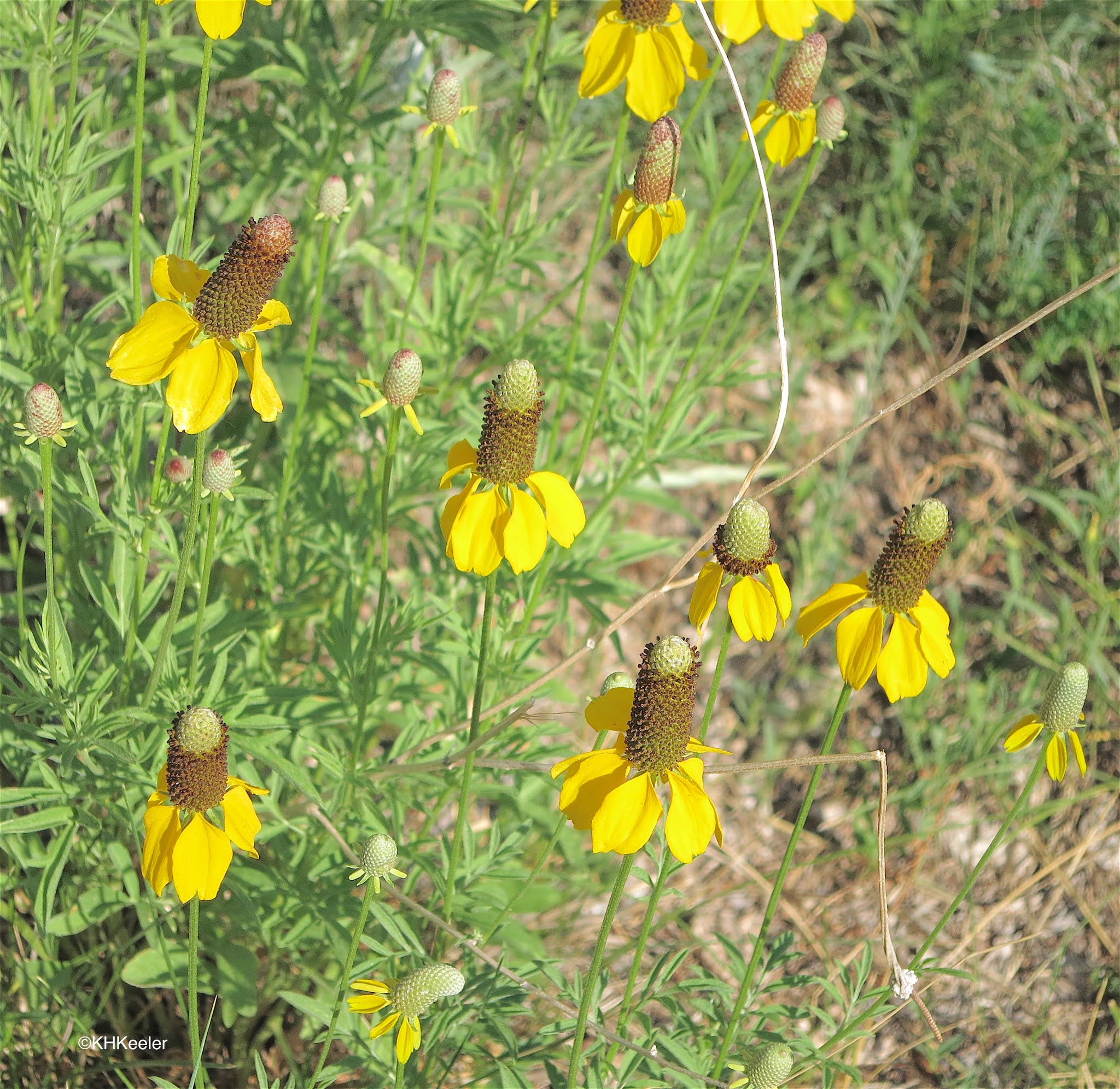 ратибида колоновидная цветок прерий. ратибида цветок прерий. ратибида мексиканская шляпа. ратибида цветок прерий. ратибида сомбреро.