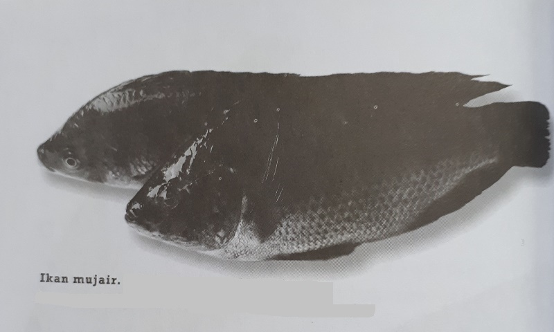 Cara Pembesaran Ikan Mujair Di Kolam Terpal