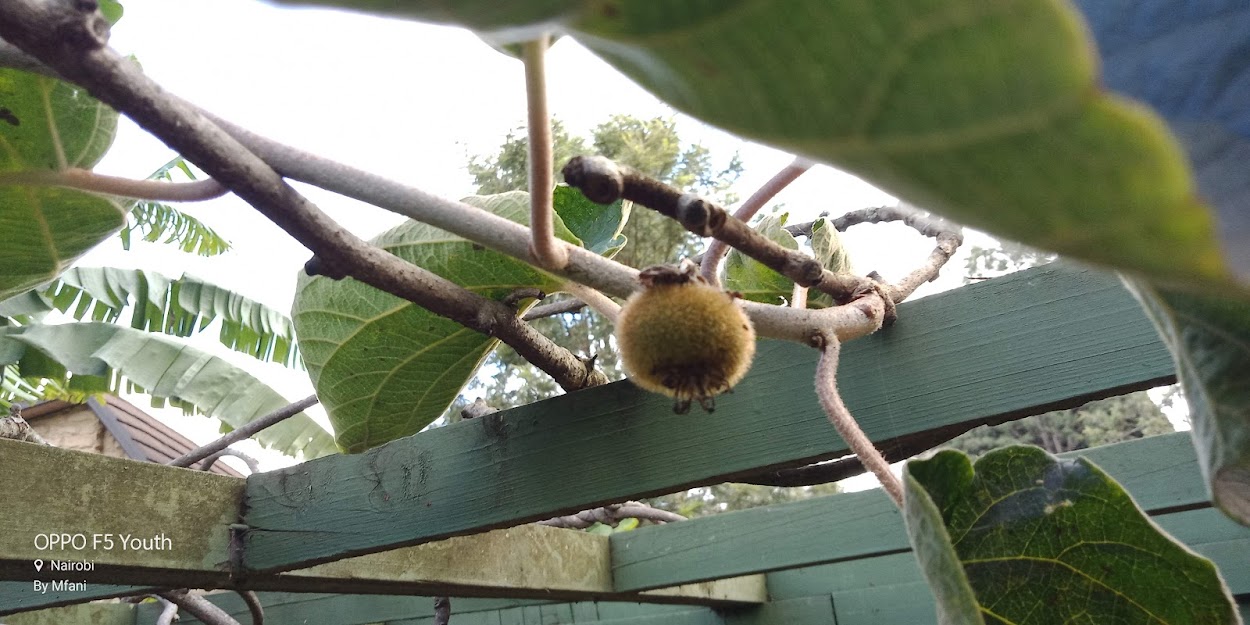 Rich Farm Kenya Profitable Agribusiness Ideas in Fruit Farming The