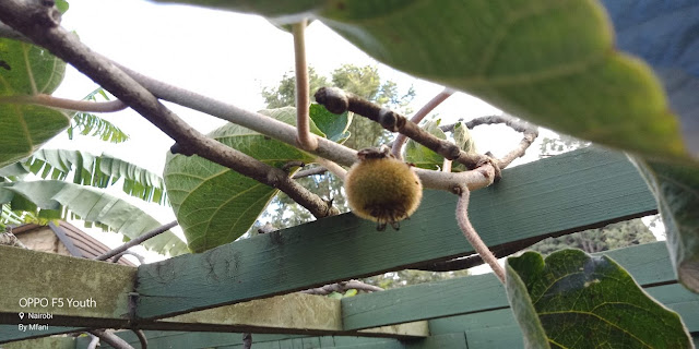 Kiwi fruit farming in Nairobi, Kenya