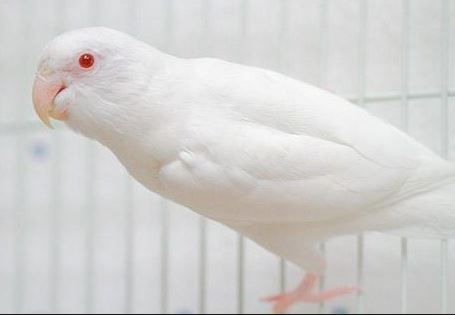 wall paper: Foto Love Bird Albino Mata Merah