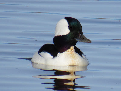 Sacramento National Wildlife Refuge California