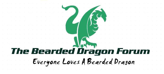 bearded dragon digestion bearded dragon digestion