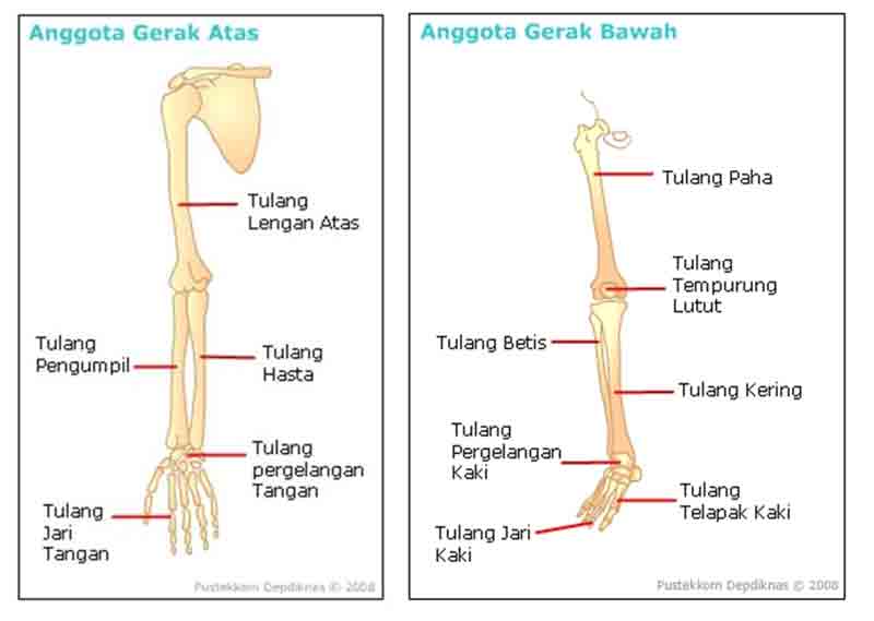 Apa kegunaan dari tulang anggota gerak atas sebutkan jenis-jenis tulang yang termasuk anggota gerak 