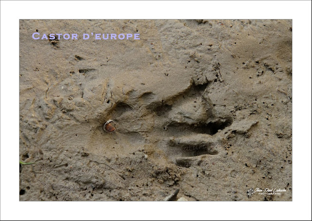 traces-bords-de-loire-héron-ragondin-castor