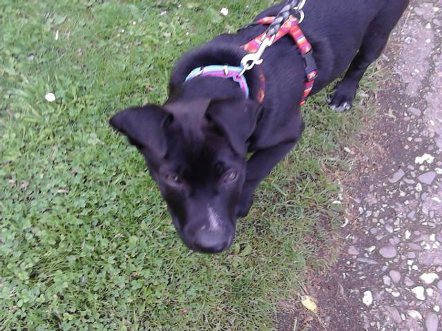 liebfrech ein neuer Hund zieht bei uns ein