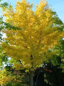 Toronto Botanical Garden Ginkgo biloba Maidenhair tree fall foliage  by garden muses-not another Toronto gardening blog