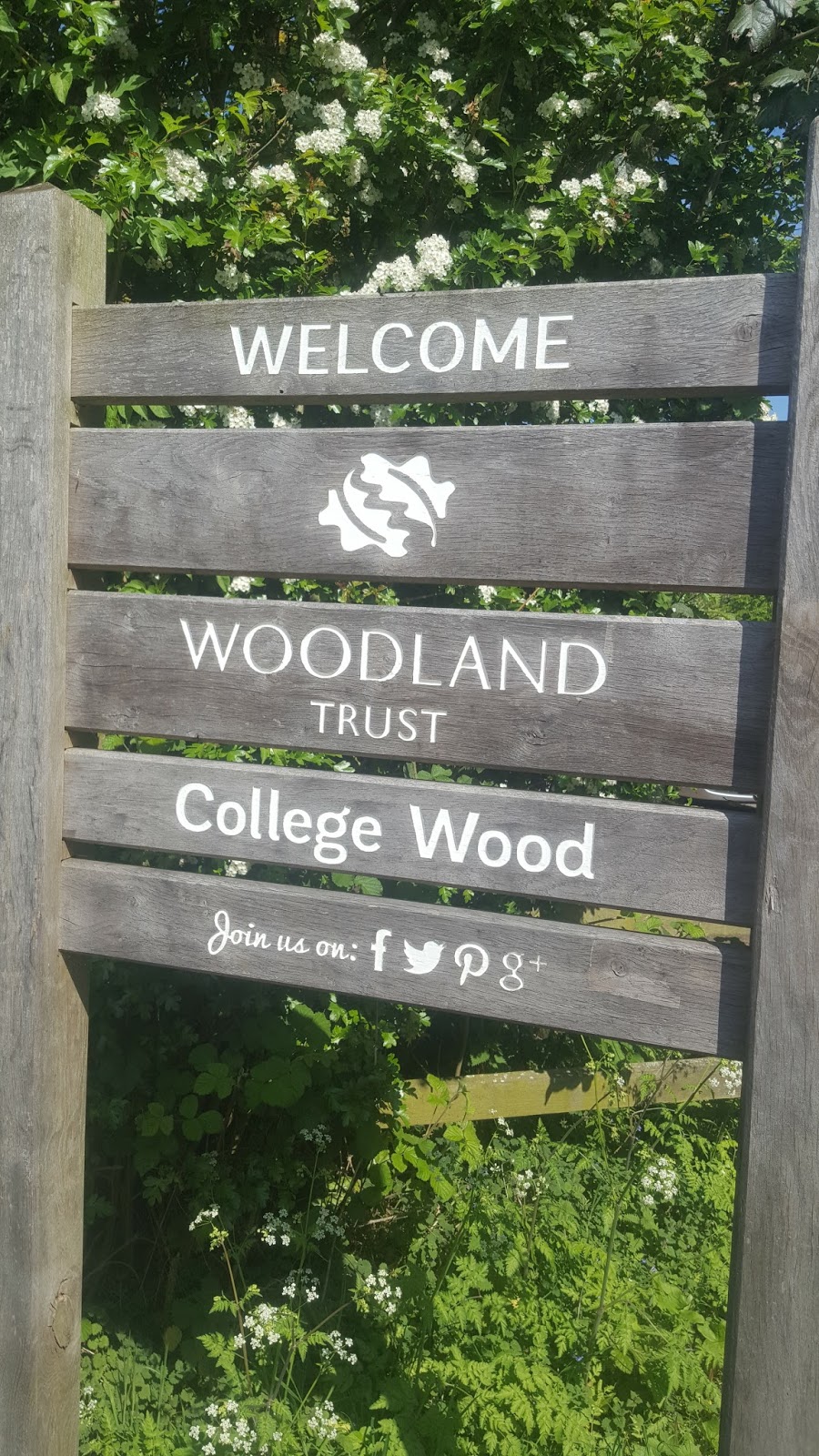 A Walk In College Wood, Nr Nash Buckinghamshire