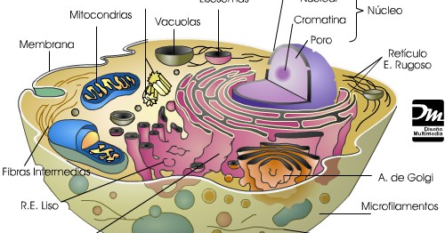 Biología. La ciencia de la vida Célula y sus partes