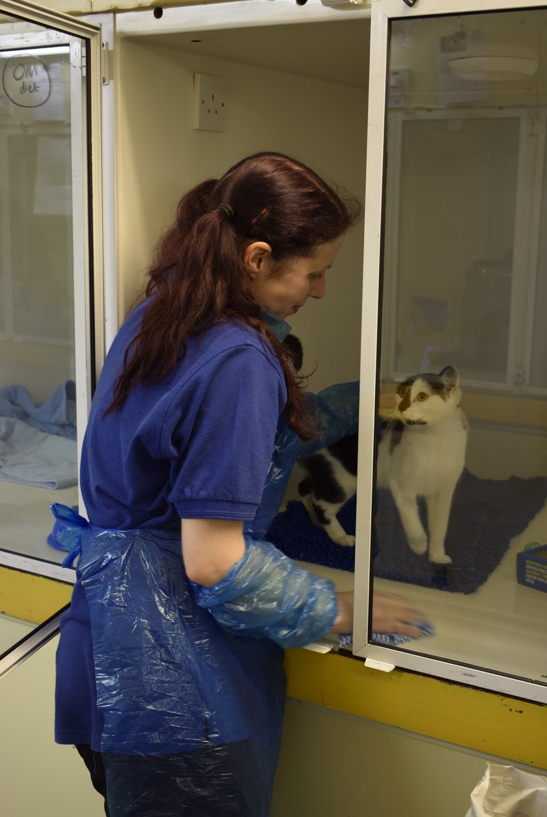 Cats Protection Bridgend Adoption Centre Blog Day in the Life of a