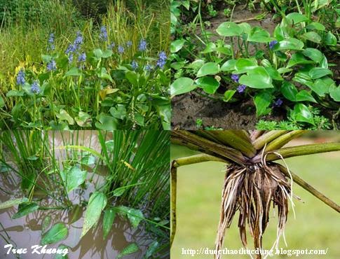 Vuon Duoc Thao: Rau mác bao - Rau Chốc - Pickerelweed