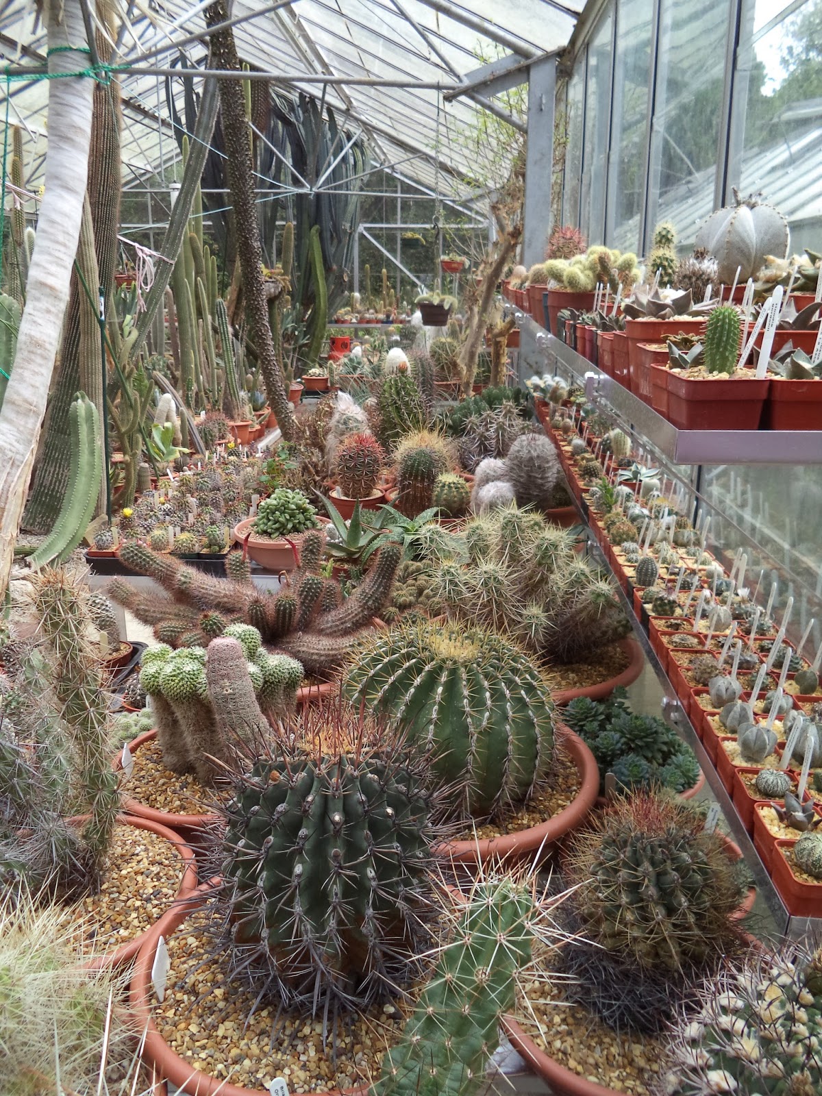 Succulent Sundae: MACE CACTI [SALES HOUSE AND LARGE ...