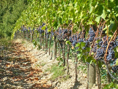 sangiovese vendemmia chianti classico