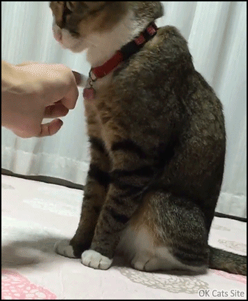 Funny Cat GIF • Serious Cat does not want his human touch his collar bell. “I said NO!” 1-2 Funny Cat GIF • Serious Cat does not want his human touch his collar bell. “I said NO!” 1-2