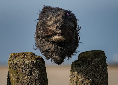 Perro peludo saltando sobre unas piedras