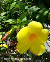 Allamanda cathartica