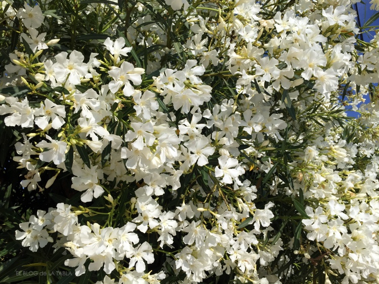 Adelfa blanca. 'La flor del mal' y del Mediterráneo - EL BLOG DE LA TABLA