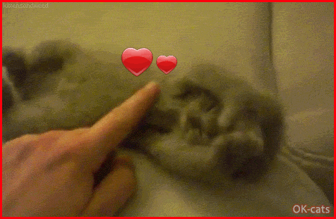 Art Cat GIF with caption • Cute Kitty enjoying Belly Rubs. "Oh my... So good... don't stop." Art Cat GIF with caption • Cute Kitty enjoying Belly Rubs. "Oh my... So good... don't stop."