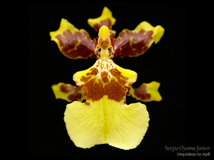 Orquídeas no Apê: Orquídea Oncidium sphacelatum