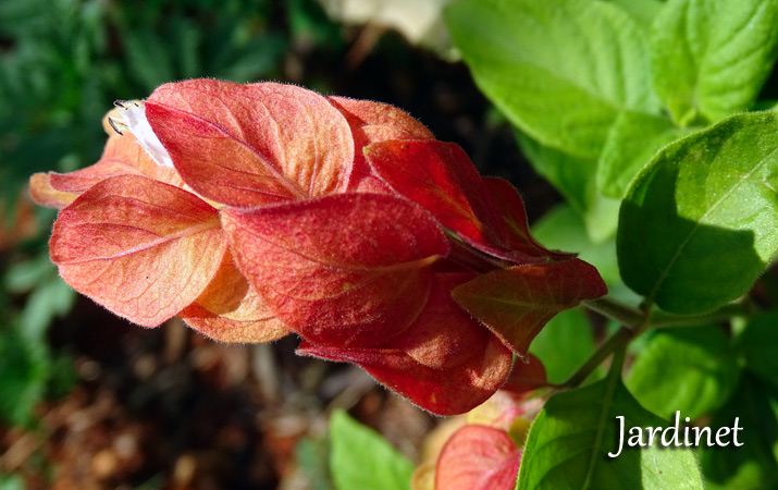 Conheça o Camarão vermelho, planta atrativa para beija-flores - Jardinet