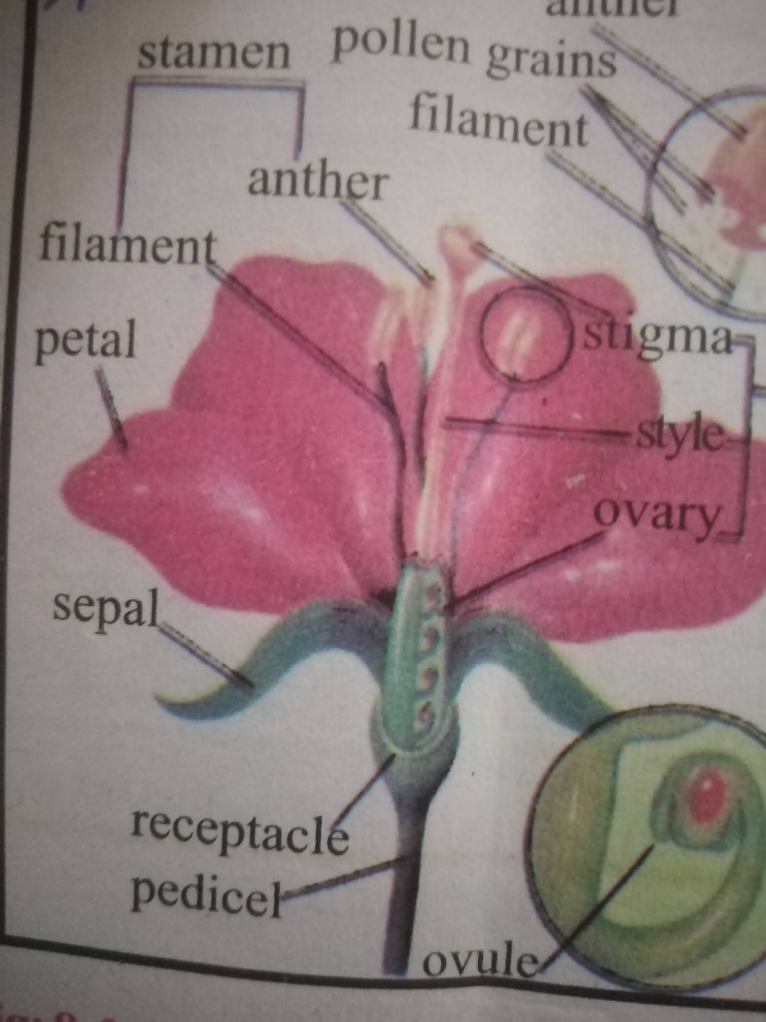 Life cycle of angiosperms .,life cycle demonstrates an adaptation of