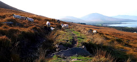 Kerry Camino, lampaat, nummimaisema